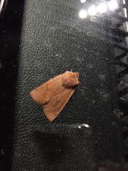 Noctuidae