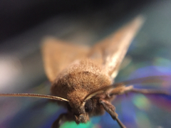 Noctuidae