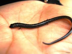 Pseudoeurycea orchimelas