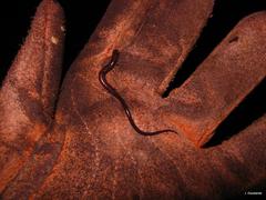 Pseudoeurycea orchimelas