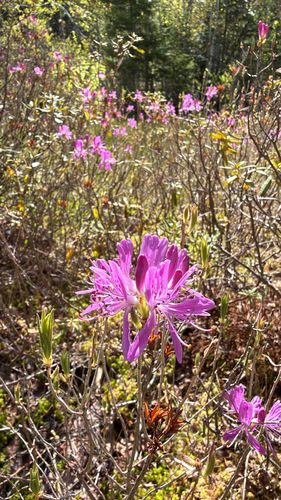 Rhodora