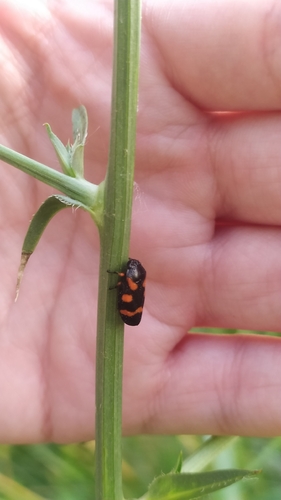 Cercopis intermedia