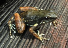 Hyloxalus sauli