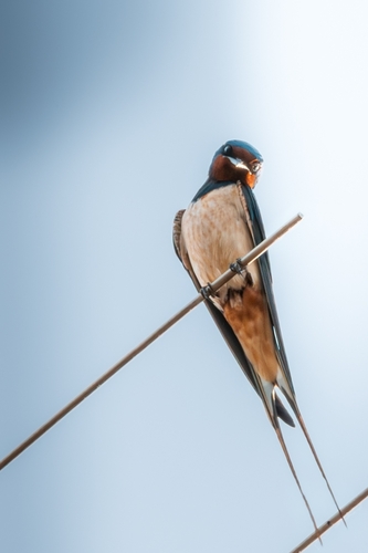 Barn Swallow