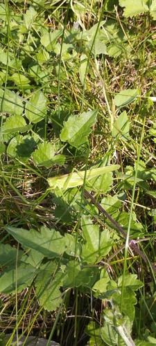 Great Green Bush-cricket