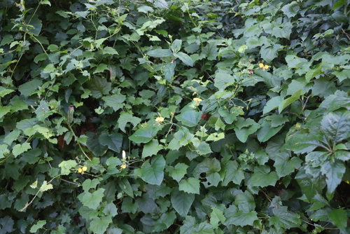 Aneilema aequinoctiale, photograph 3