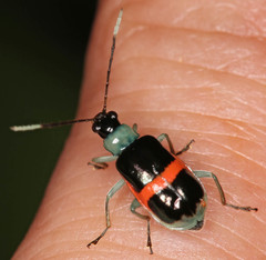 Paratriarius