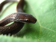 Rhadinaea macdougalli