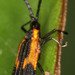 Pentispa explanata - Photo (c) Peter Hollinger,  זכויות יוצרים חלקיות (CC BY-NC), uploaded by Peter Hollinger