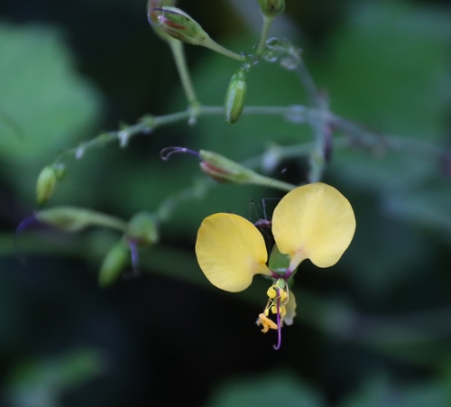 Aneilema aequinoctiale, photograph 2