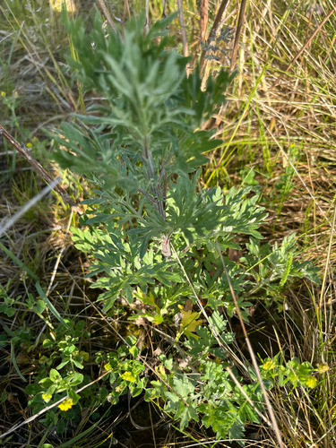 common mugwort