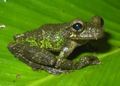 Osteocephalus cabrerai