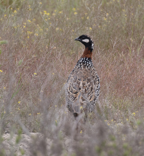 Black Francolin
