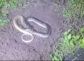 Yellow-tailed Indigo Snake