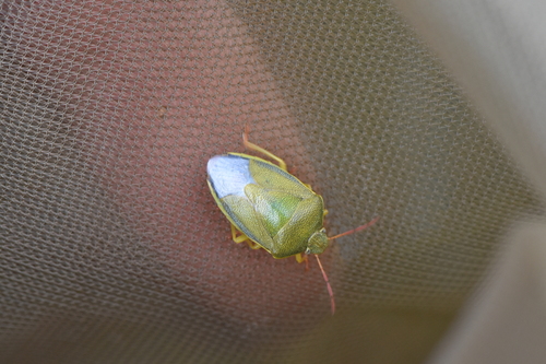 Gorse Shield Bug