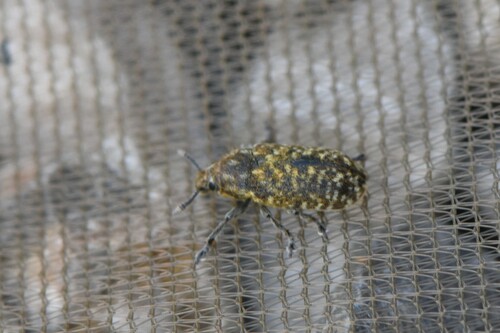 Nodding Thistle Receptacle Weevil