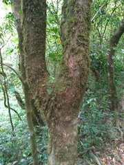 Machilus thunbergii