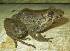 Leptodactylus wagneri