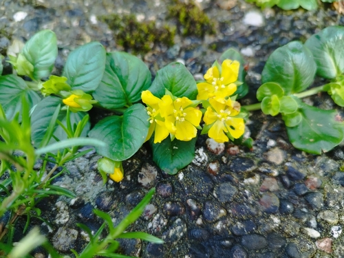 creeping Jenny