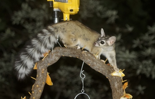 Ringtail observed by jmbearce