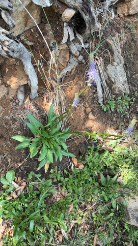 Betony-leaved Rampion