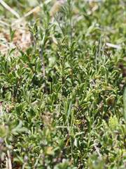 (c) Eric Weissgerber, some rights reserved (CC BY) Genista pilosa, photograph (c) Eric Weissgerber, some rights reserved (CC BY)