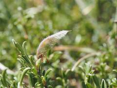 (c) Eric Weissgerber, some rights reserved (CC BY) Genista pilosa, photograph (c) Eric Weissgerber, some rights reserved (CC BY)