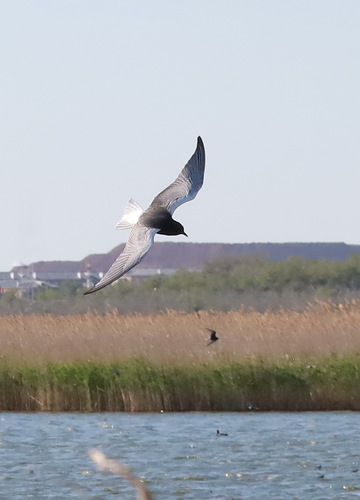 iNaturalist: (c) Ирина Бортникова, some rights reserved (CC BY-NC), uploaded by Ирина Бортникова iNaturalist image