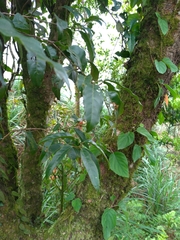 Itea parviflora