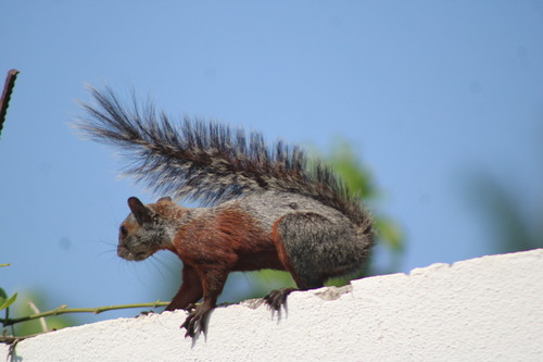 Ardilla vientre rojo observed by practamuin