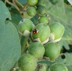 Brachiacantha decora