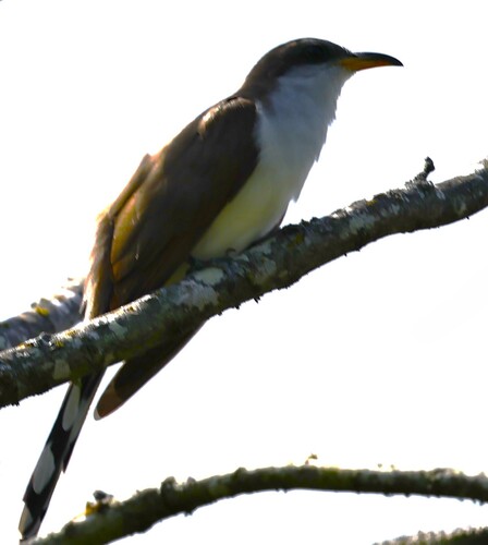 Yellow-billed Cuckoo observed by sdmtx