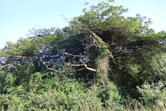 Albizia adianthifolia, photograph (c) Tony Rebelo, some rights reserved (CC BY-SA)