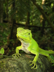 Enyalioides laticeps