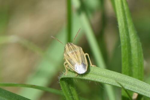 Bishop's Mitre Shield Bug