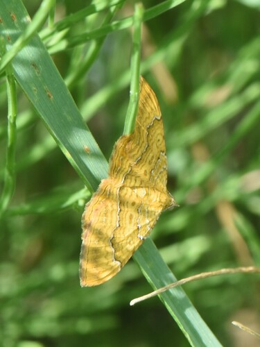 Yellow Shell Moth