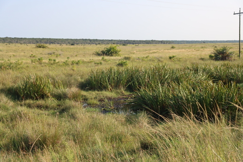 Scleria poiformis, photograph 1