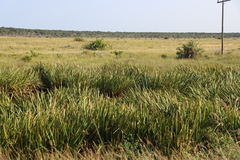 Scleria poiformis