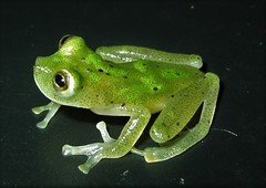 Jaspe Glass Frog photo 3