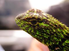 Sceloporus internasalis