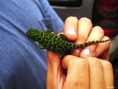 Sceloporus internasalis