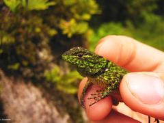 Sceloporus internasalis