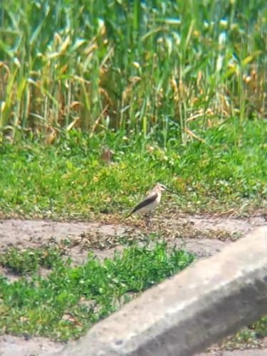 Northern Wheatear