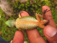 Sceloporus internasalis