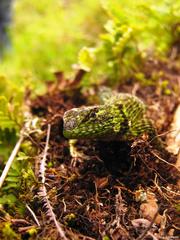 Sceloporus internasalis