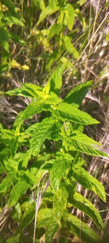 spearmint