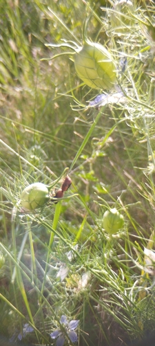 Ventocoris rusticus