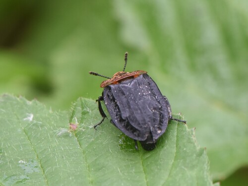 Red-breasted Carrion Beetle