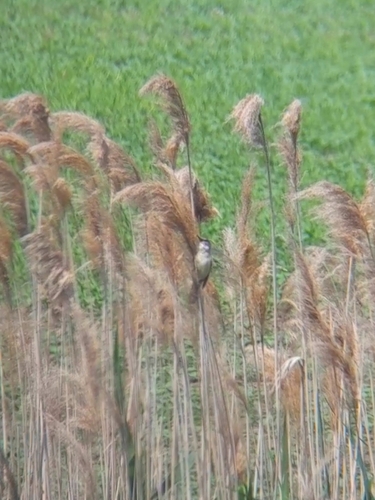 Great Reed Warbler