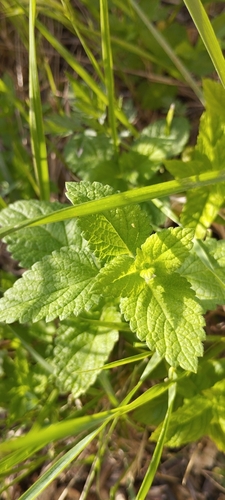 lemon balm